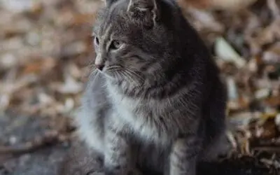 How Does Our Animal Rescue Service Work?