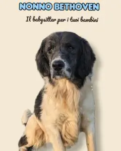 Beethoven, senior dog looking for a home
