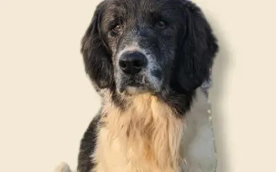 Urgent Adoption for Beethoven!