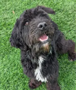 Pepe, senior dog adopted
