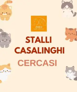 Foster volunteers wanted for cats