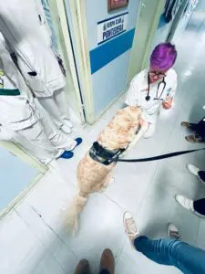Zampe in Corsia, pet therapy at Lotti Hospital